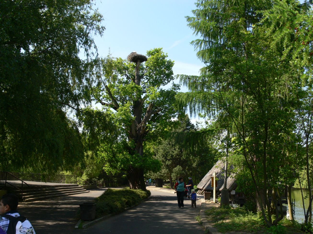 16. Strom s čapím hnízdem
