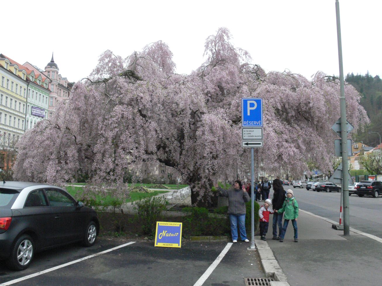 6. Rozkvetlý strom
