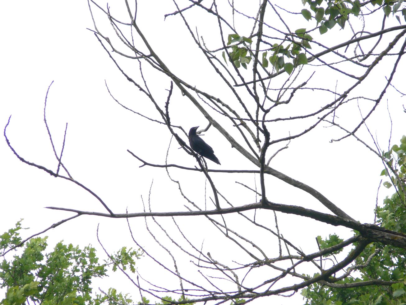 16. Krkavec na stromě
