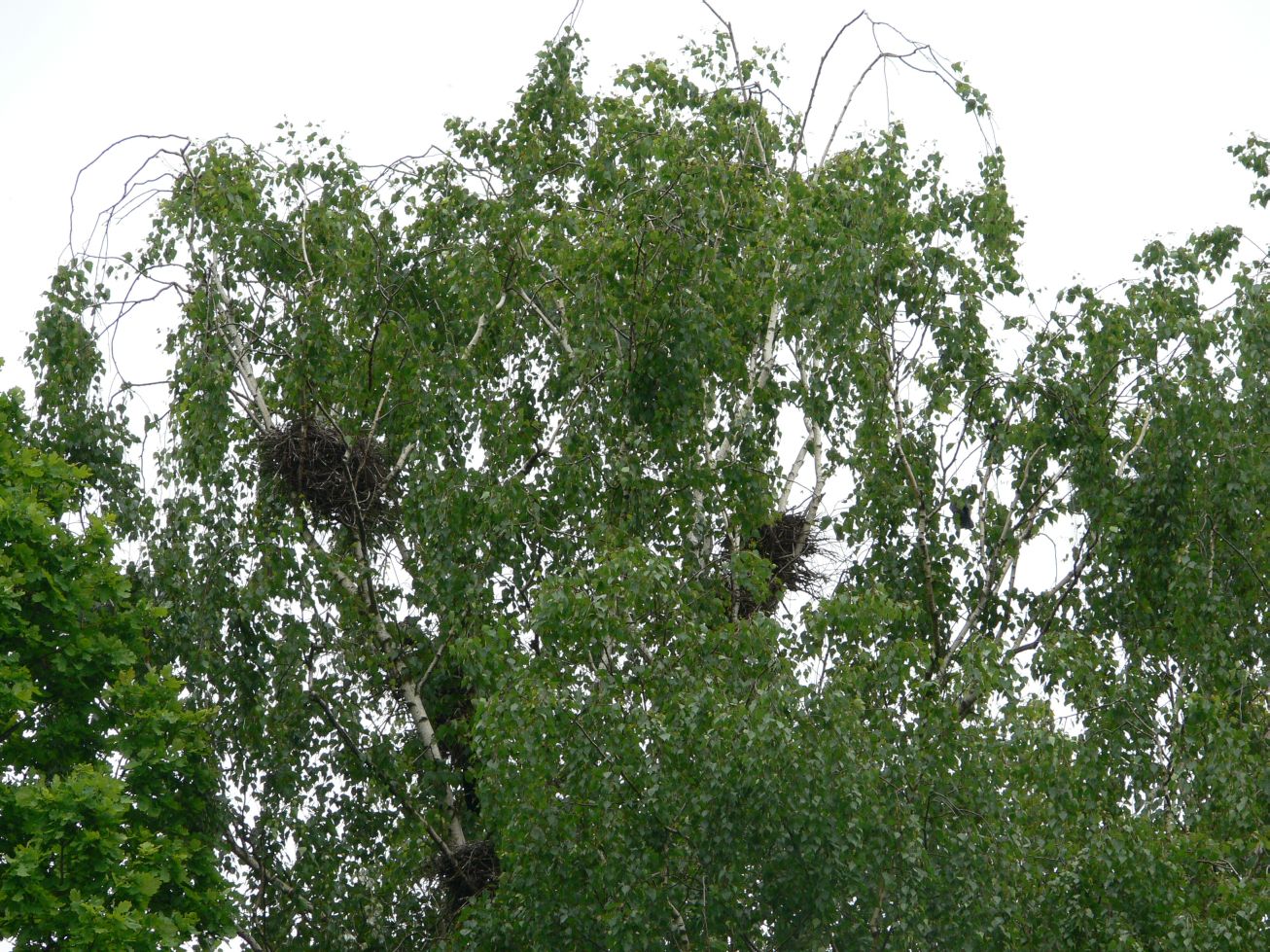 19. Krkavčí hnízda
