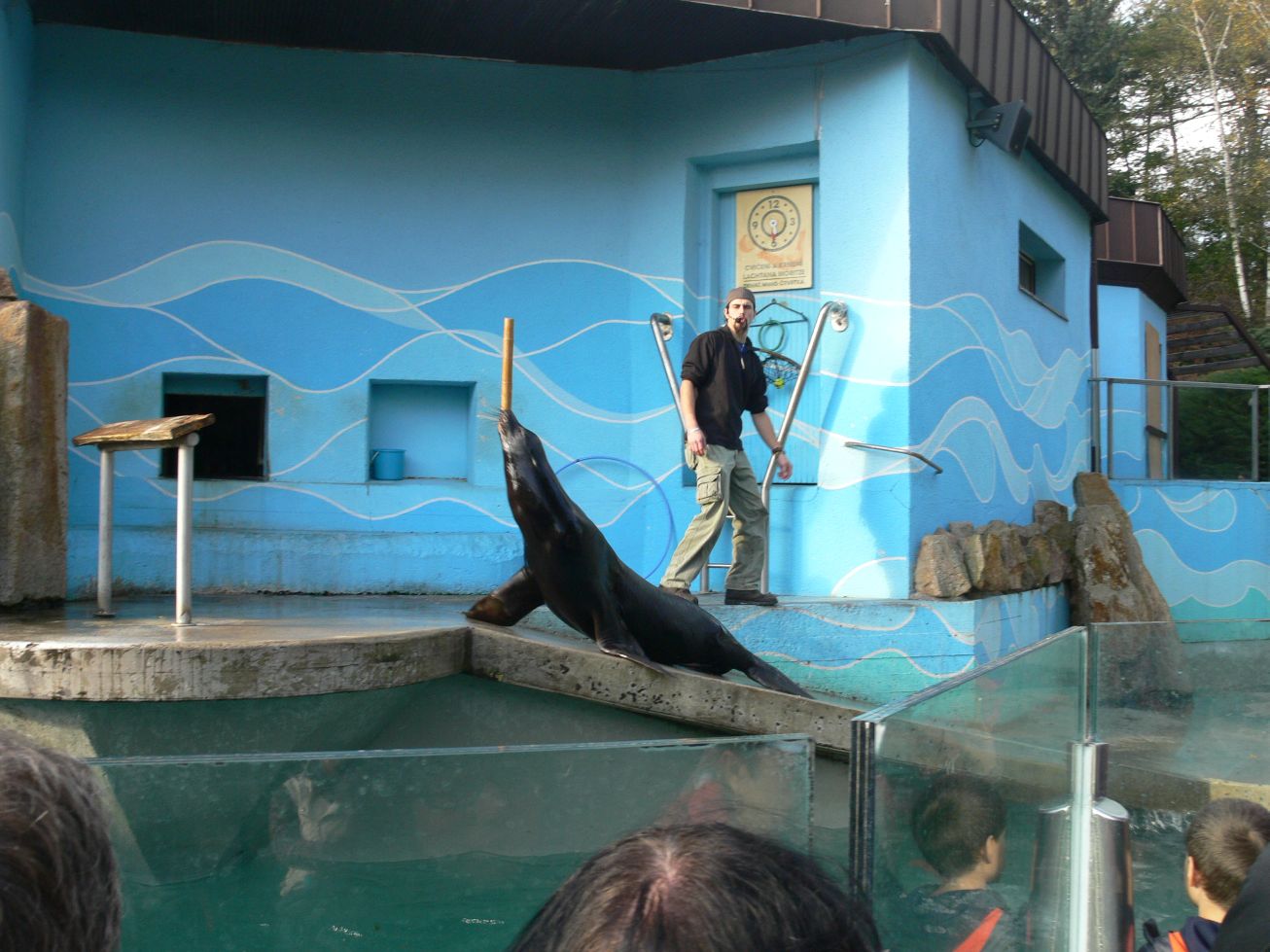 37. Krmení lachtanů
