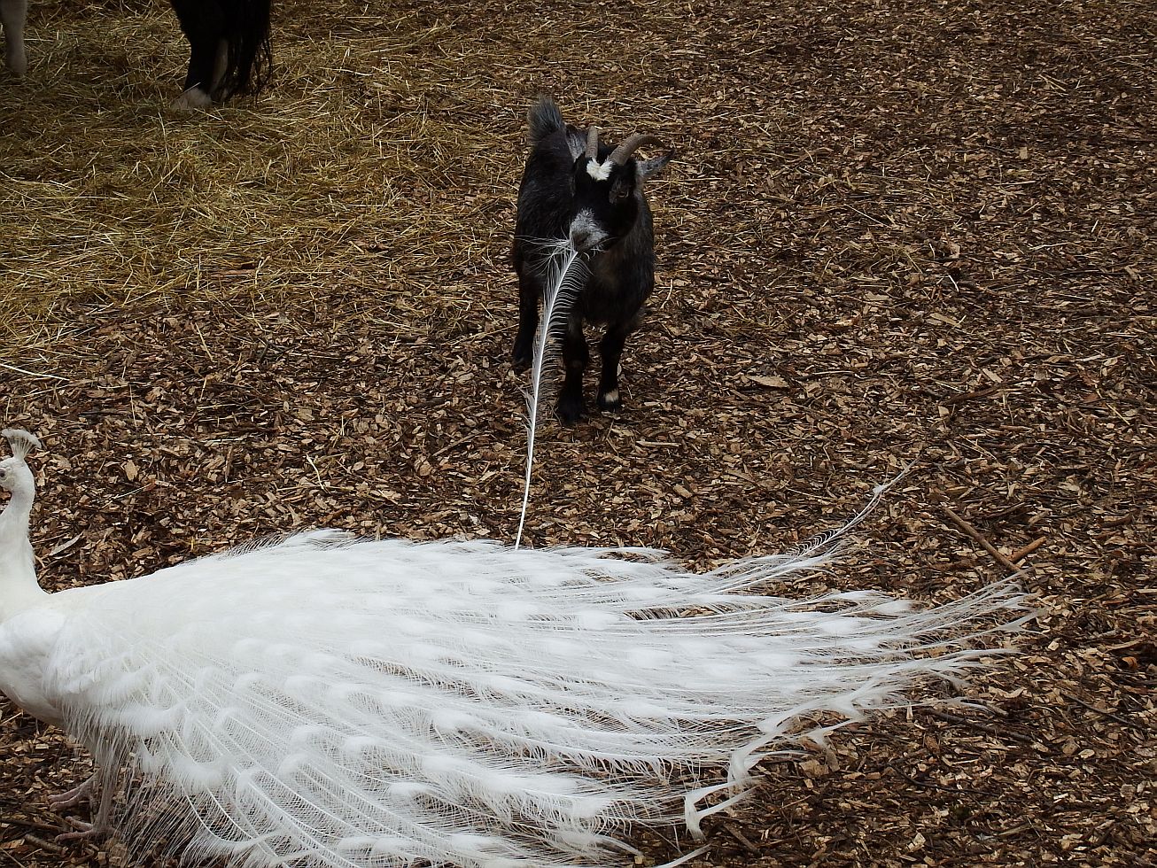 44. Koza žere paví peří
