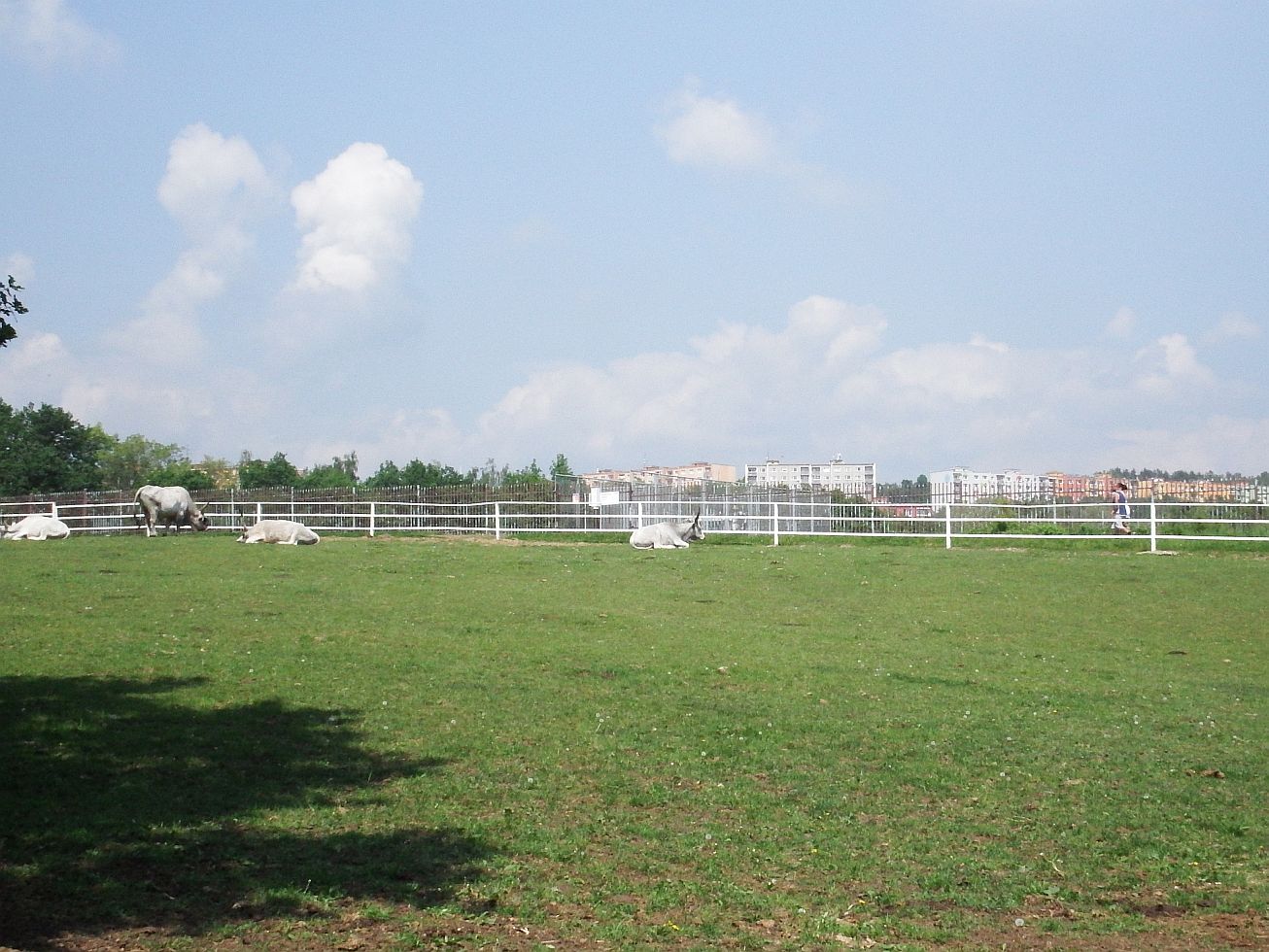 20. Zvířata a paneláky
