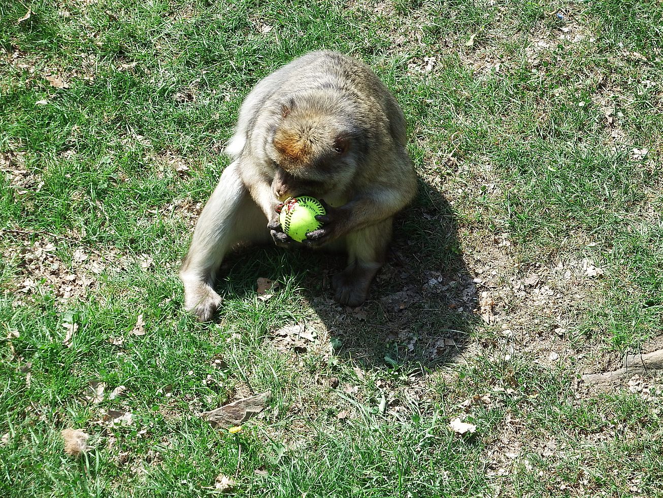 30. Opice s míčkem
