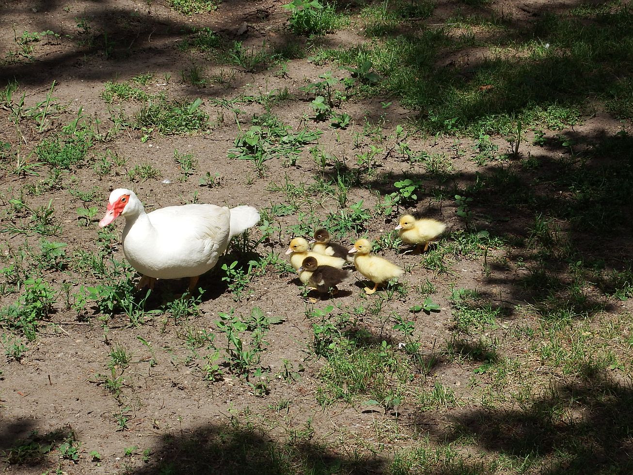 24. Kachna s kachňaty
