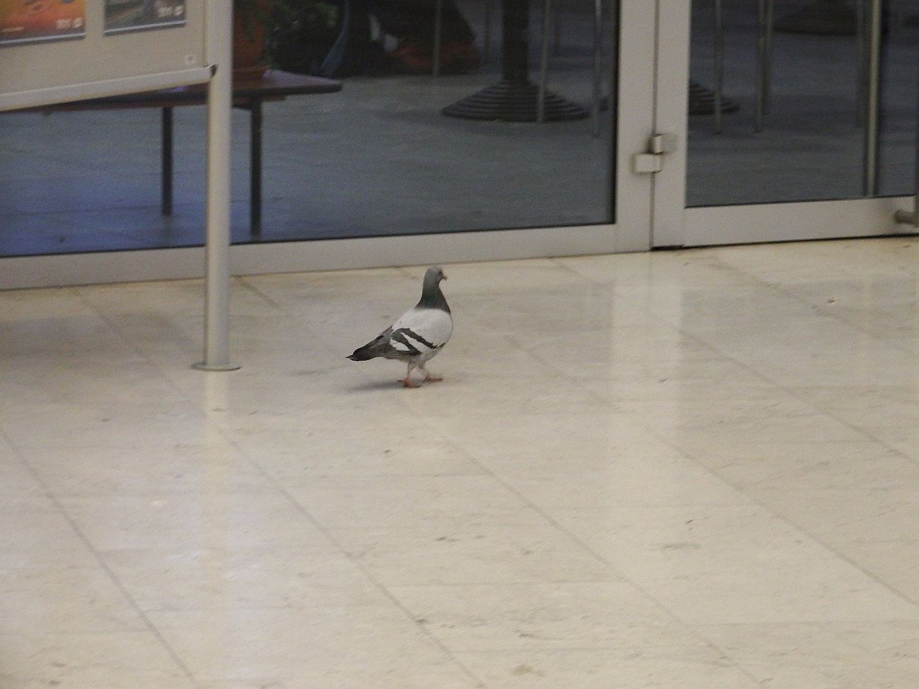 41. Holub na nádraží
