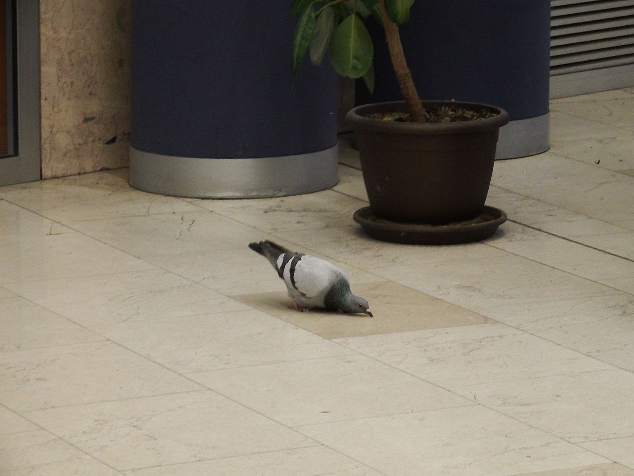 44. Holub na nádraží
