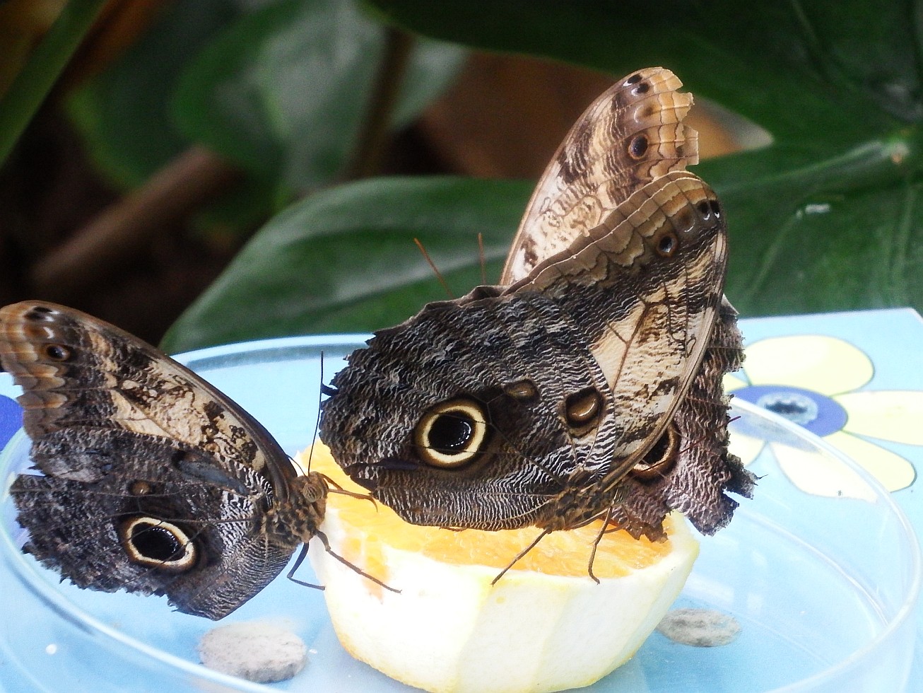 19. Motýli na jídle
