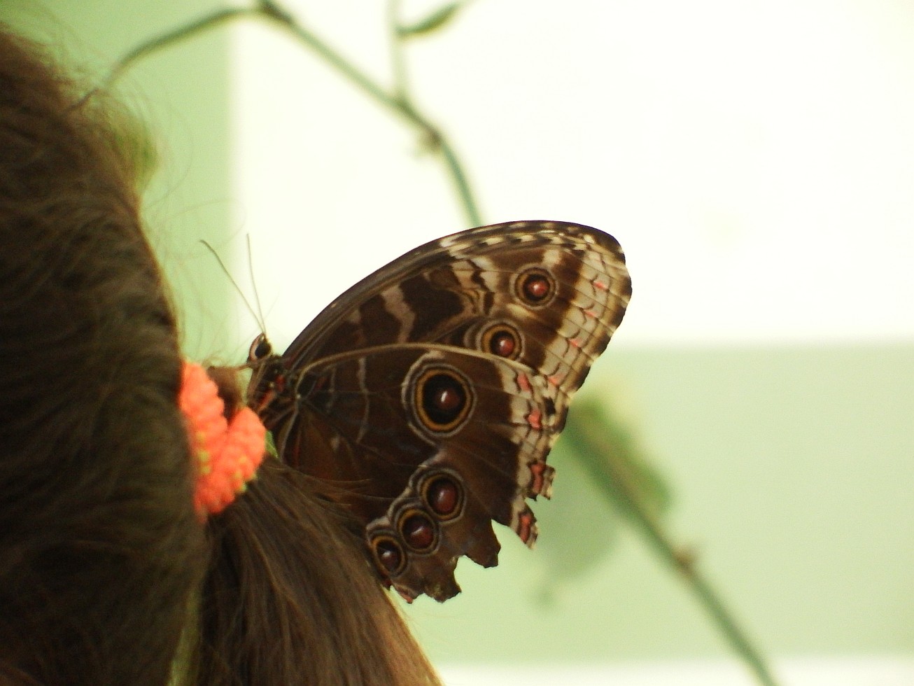 31. Motýl na vlasech
