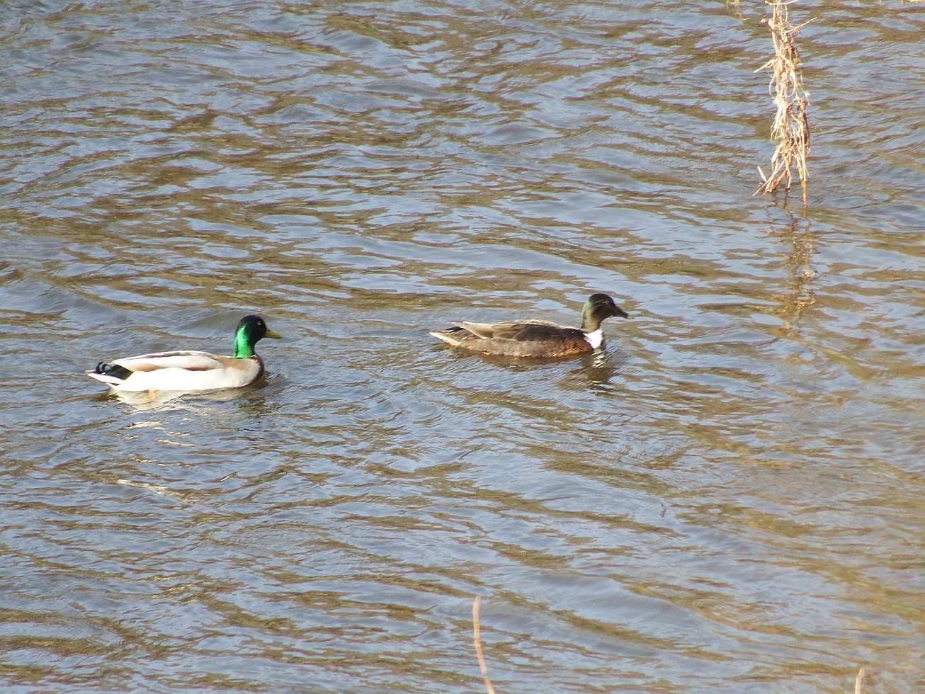 87. Kachny na soutoku
