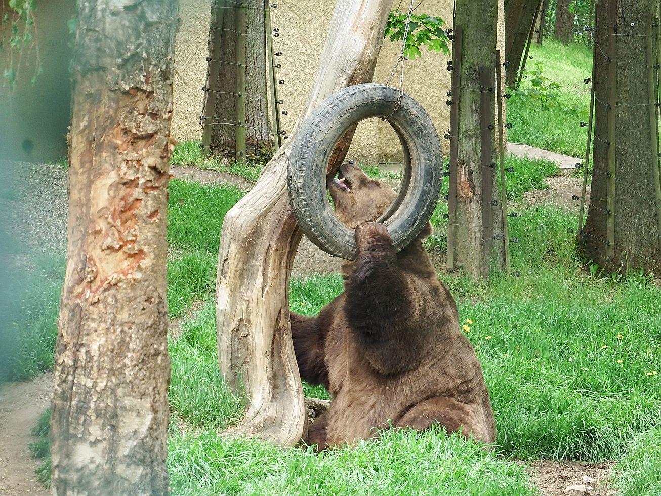32. Medvěd
