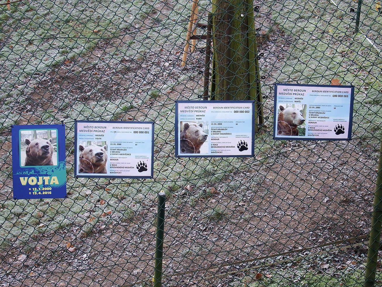 33. Medvědí průkazy

