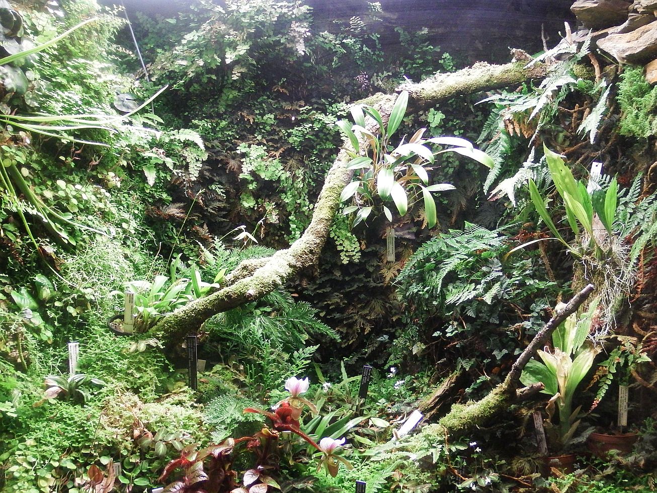 15. V botanické zahradě
