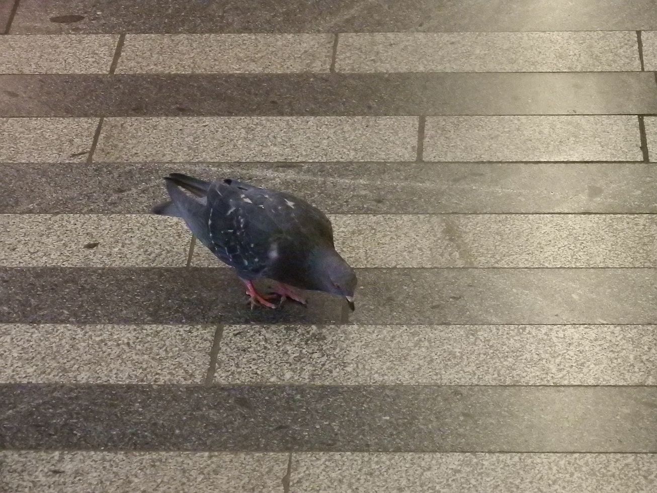 23. Holub na Hlavním nádraží
