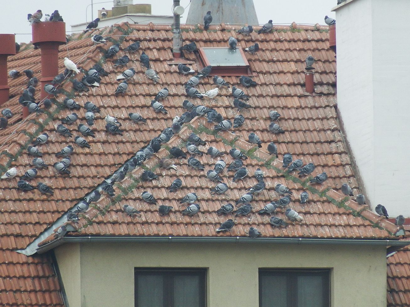 9. Holubi na střeše
