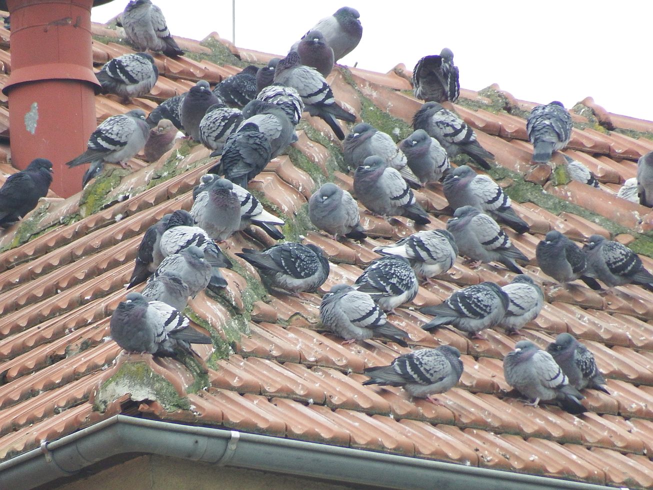 12. Holubi na střeše
