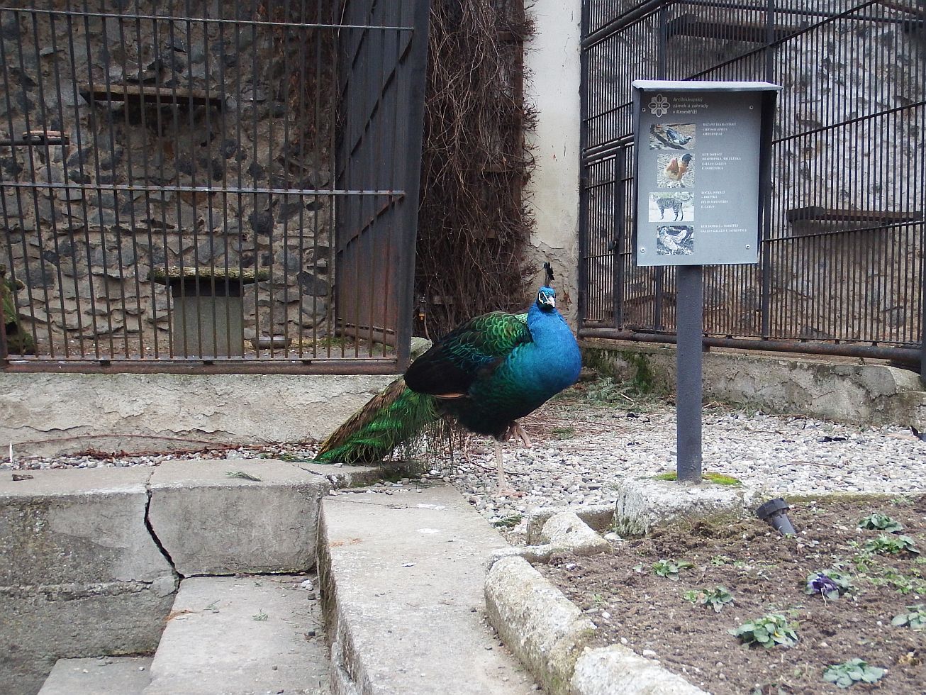 30. Páv v zámecké zahradě
