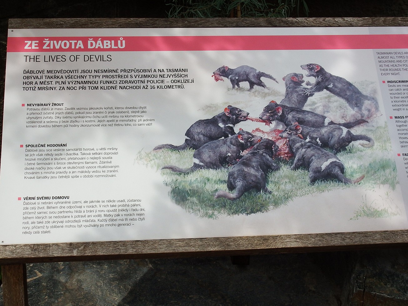 19. Popisek u tasmánského čerta
