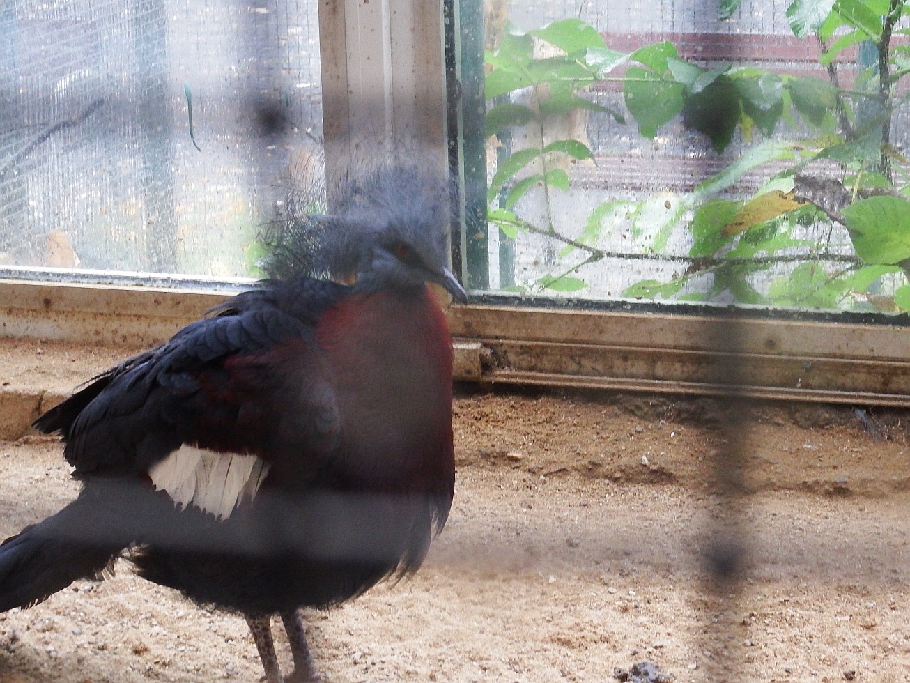 15. Korunáč Sclaterův
