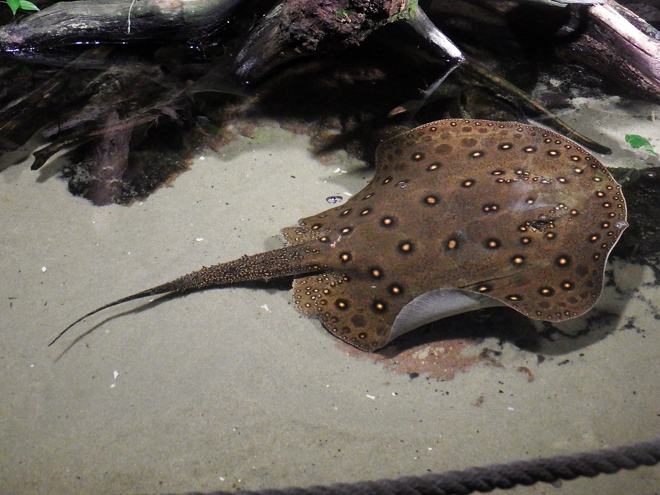 23. Trnucha skvrnitá
