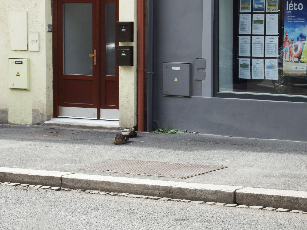 8. Kachny na chodníku
