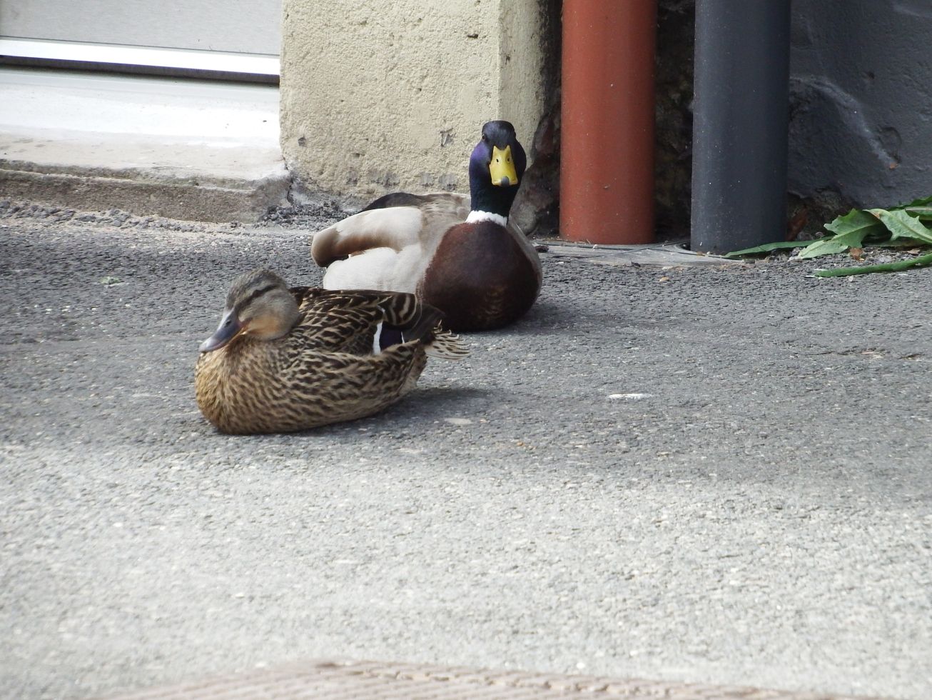 9. Kachny na chodníku – detail
