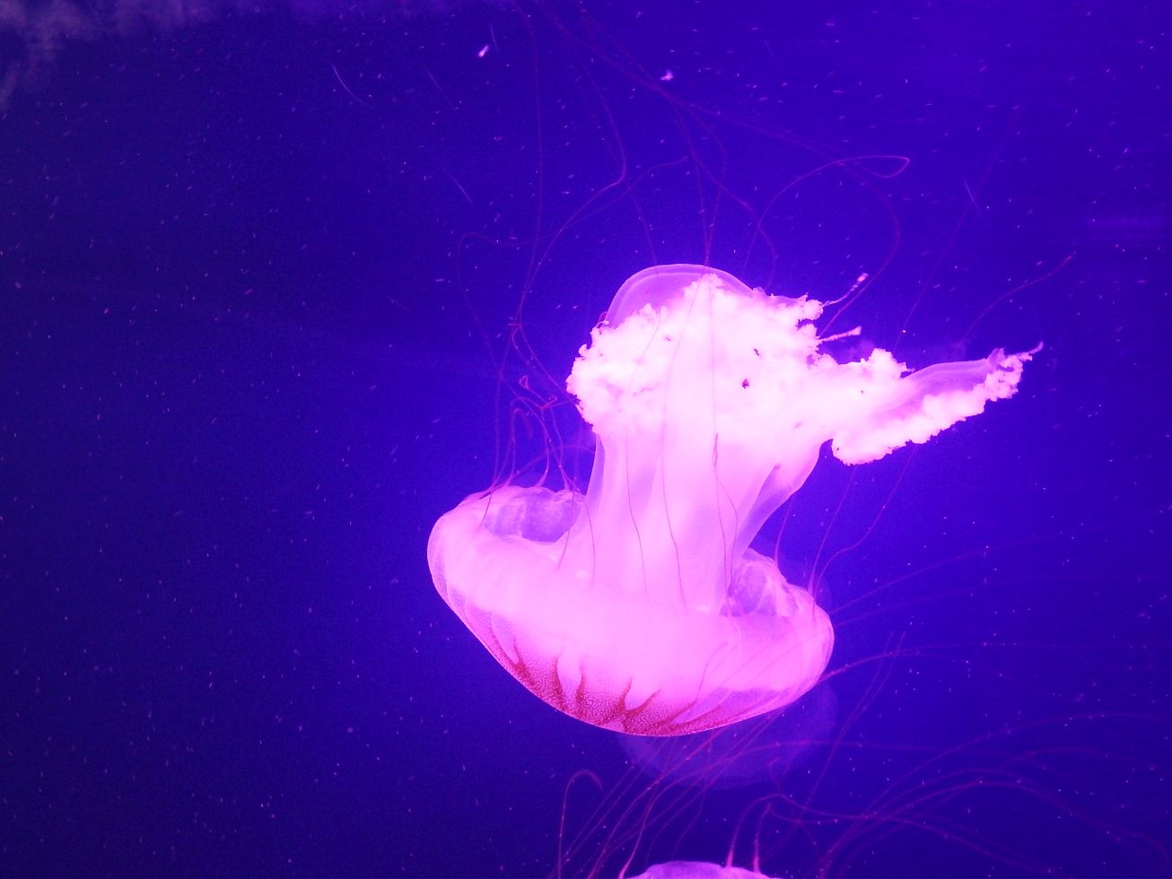 26. Medúza
